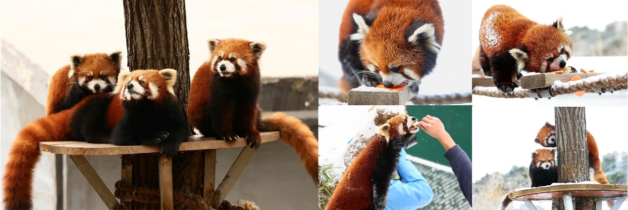 《传说中的合合岛》认养濒危小熊猫，用游戏传播公益游戏