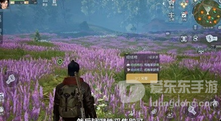 黎明觉醒杜松木收集地点介绍 黎明觉醒杜松木收集地点一览