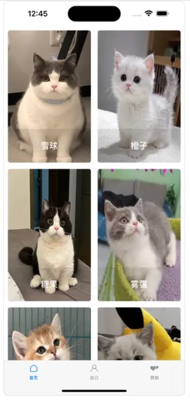 寻猫启示录